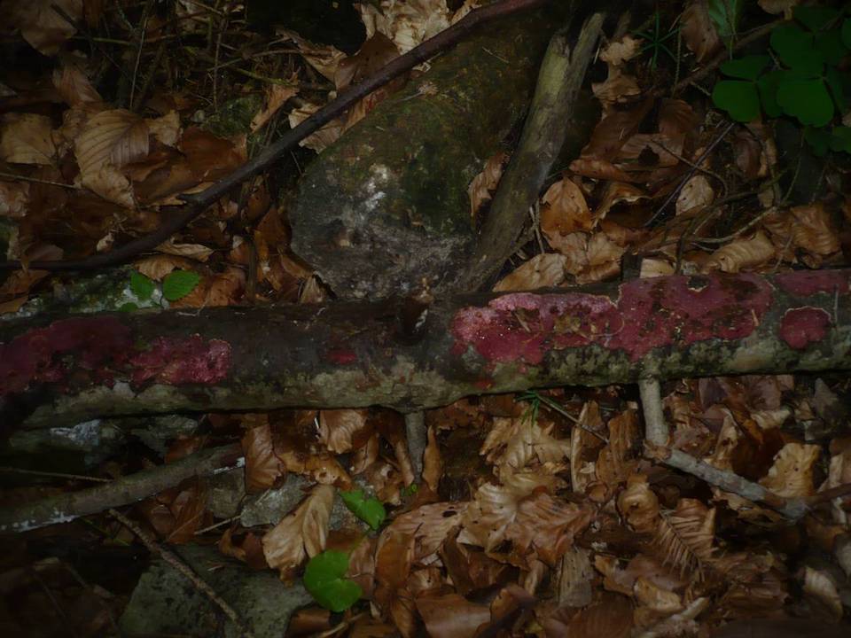 Hymenochaete cruenta image