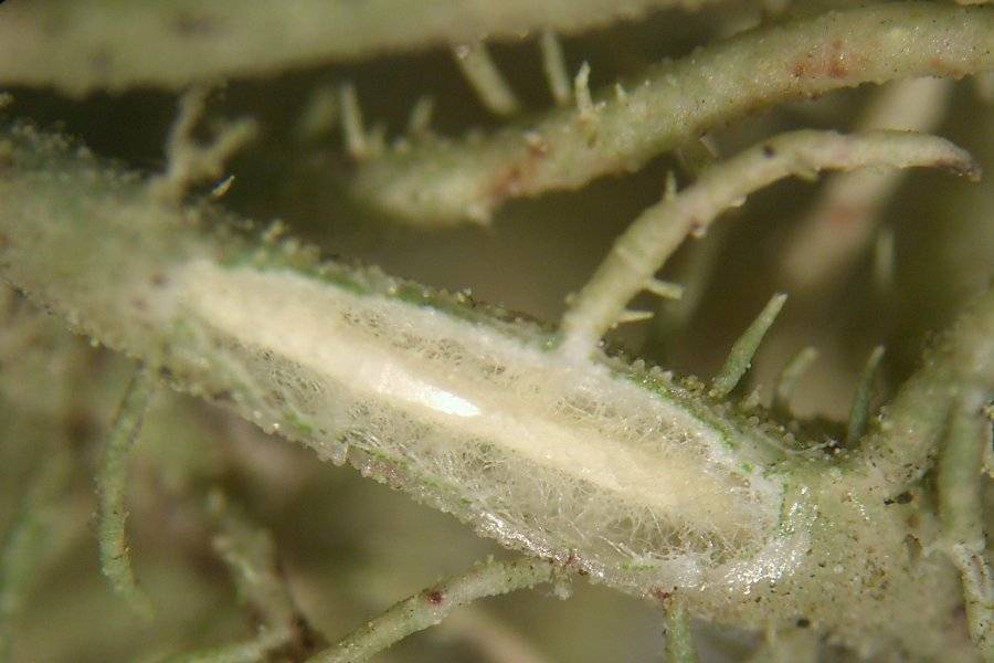 Usnea wirthii image
