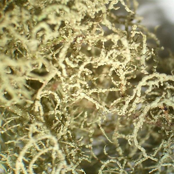 Usnea wirthii image