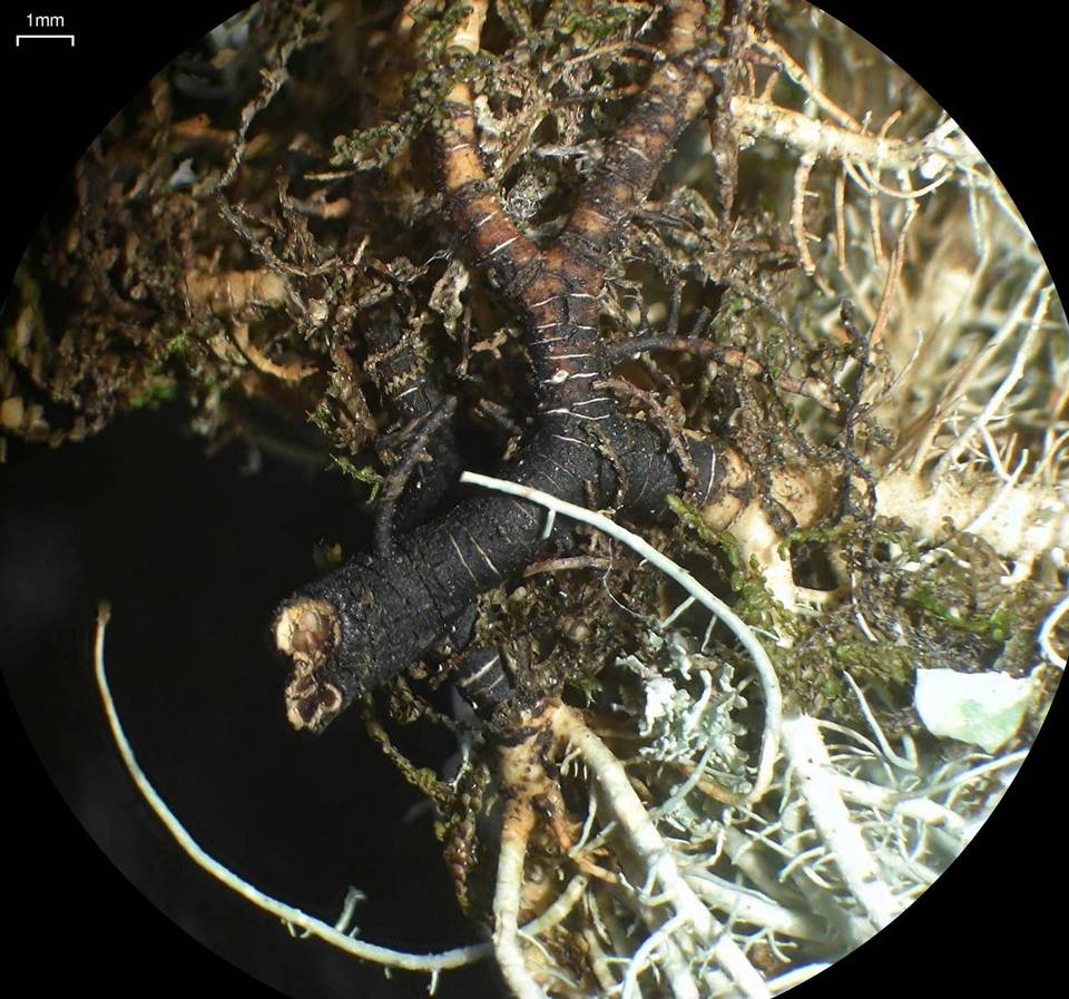 Usnea silesiaca image
