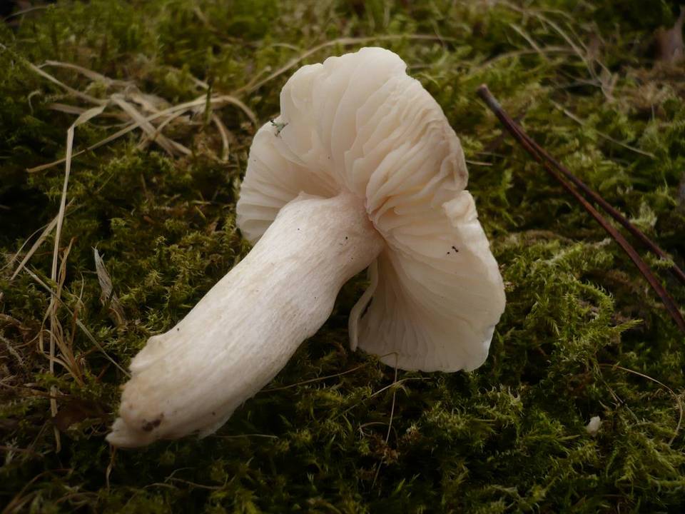 Hygrophorus hyacinthinus image