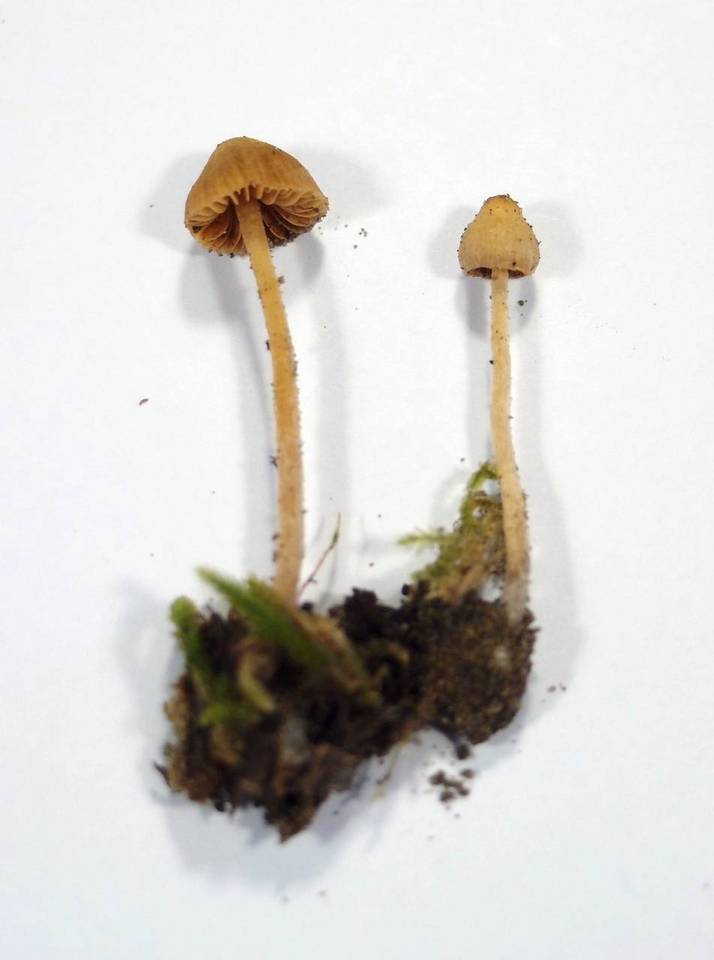 Galerina clavata image