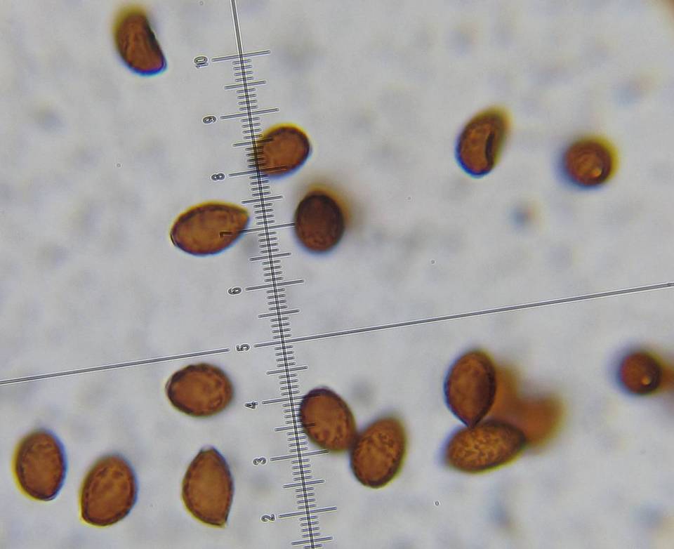 Panaeolina castaneifolia image