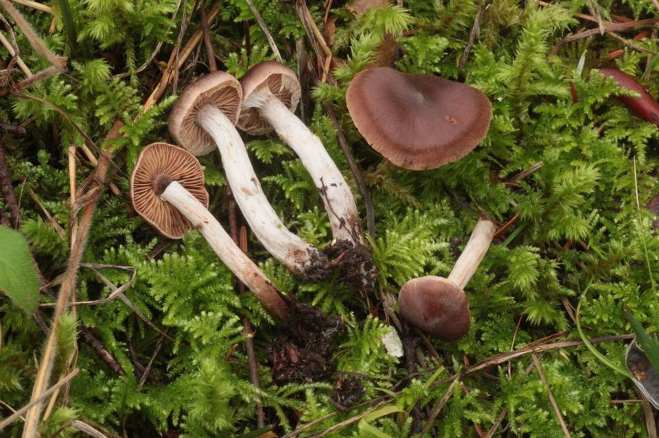 Cortinarius fulvescens image