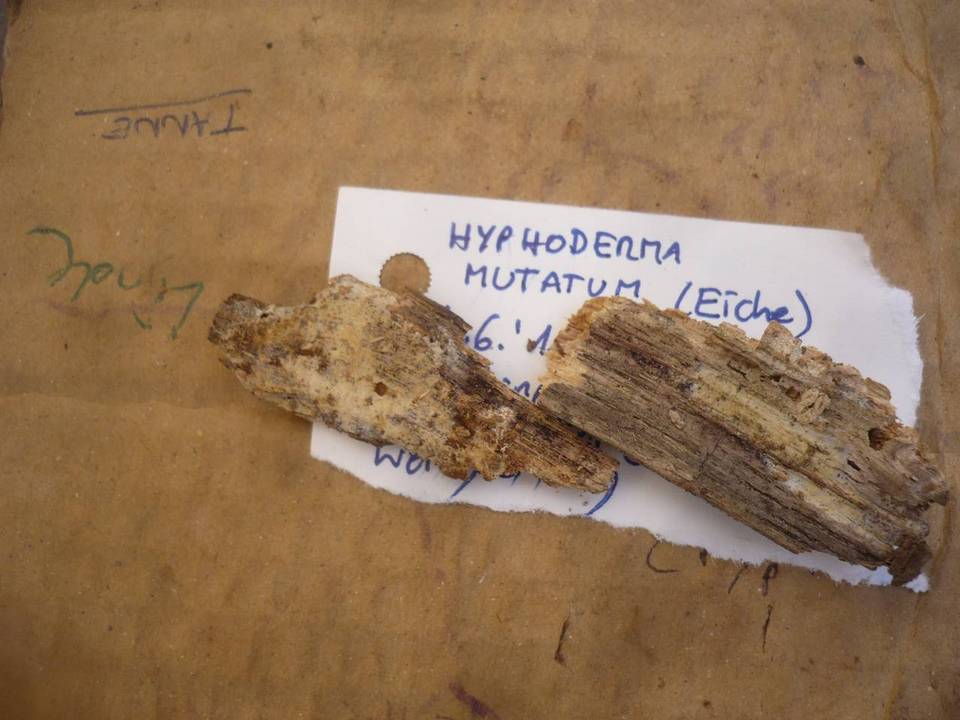 Mutatoderma mutatum image