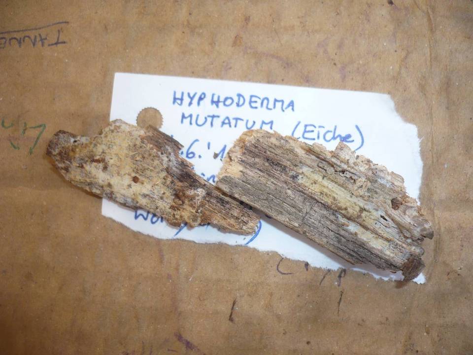 Mutatoderma mutatum image