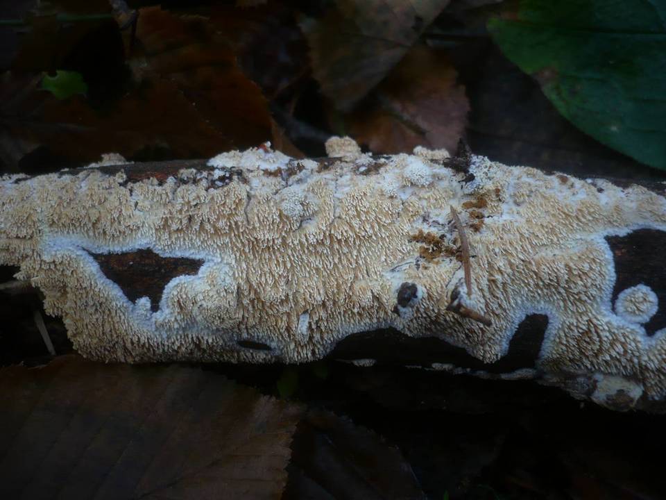 Basidioradulum radula image