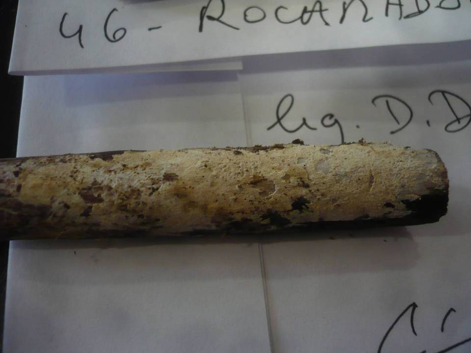Hyphodontia bugellensis image