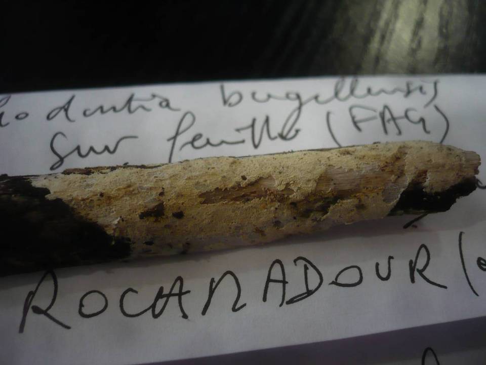Hyphodontia bugellensis image