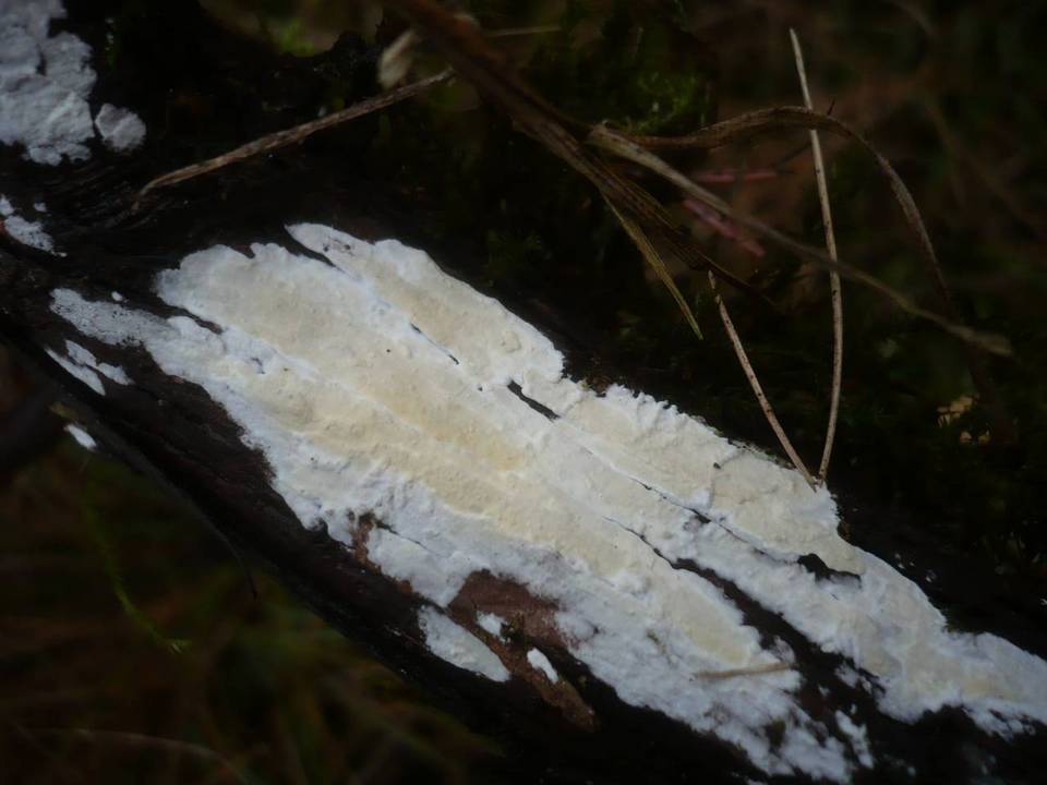 Hyphodontia juniperi image