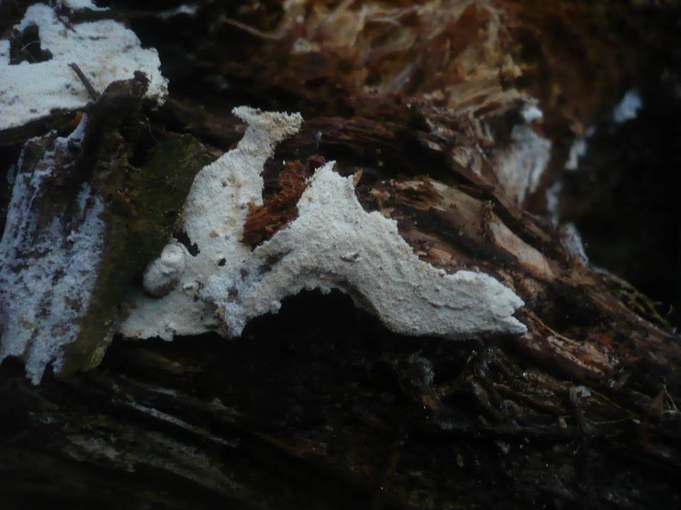 Hyphodontia pallidula image