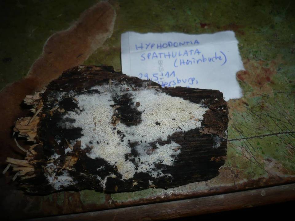 Hyphodontia spathulata image