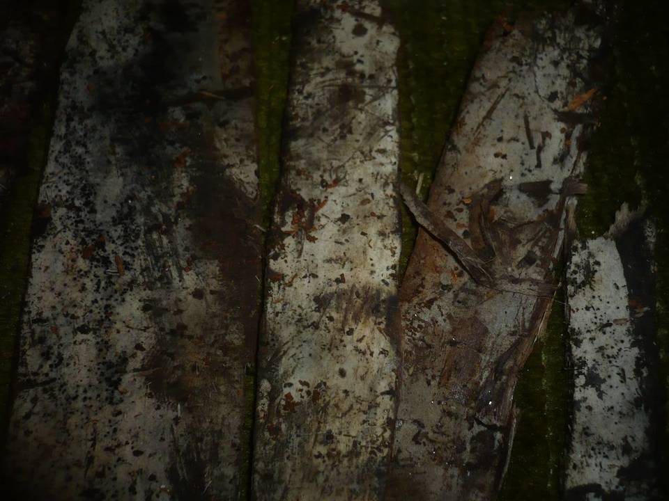 Rhizoctonia ochracea image