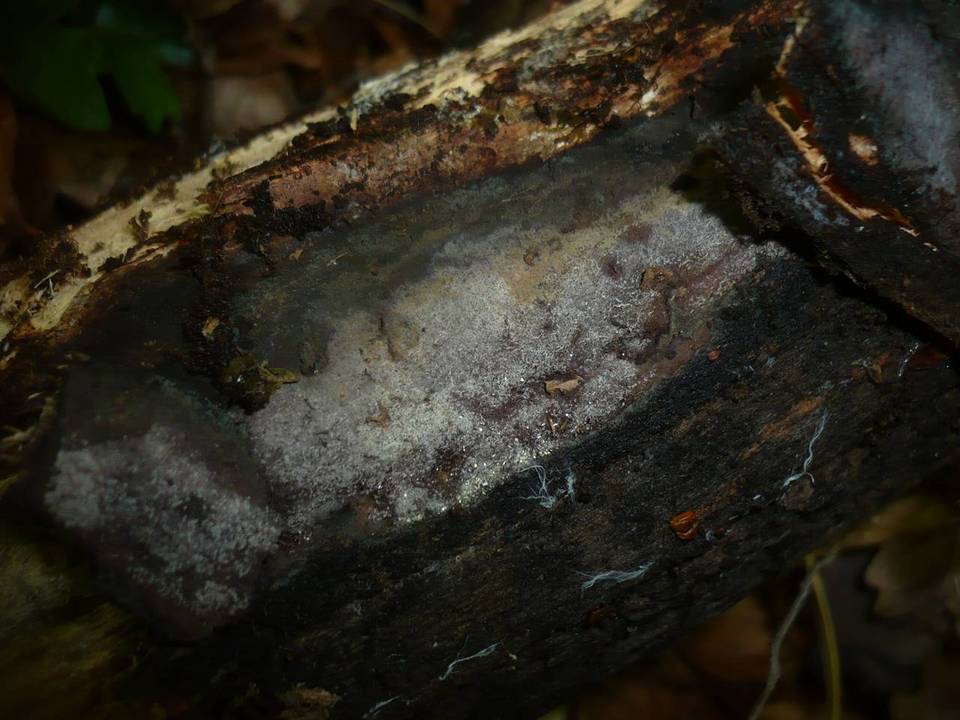 Hypoxylon macrocarpum image