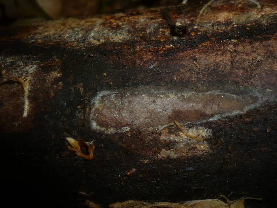 Hypoxylon macrocarpum image