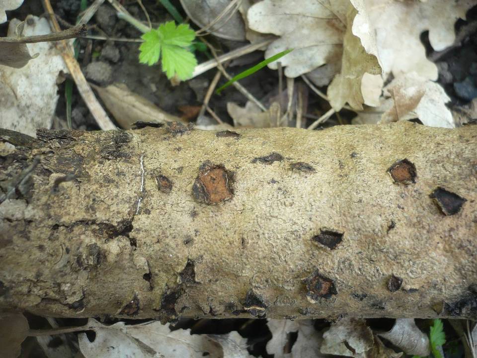 Hypoxylon cercidicola image