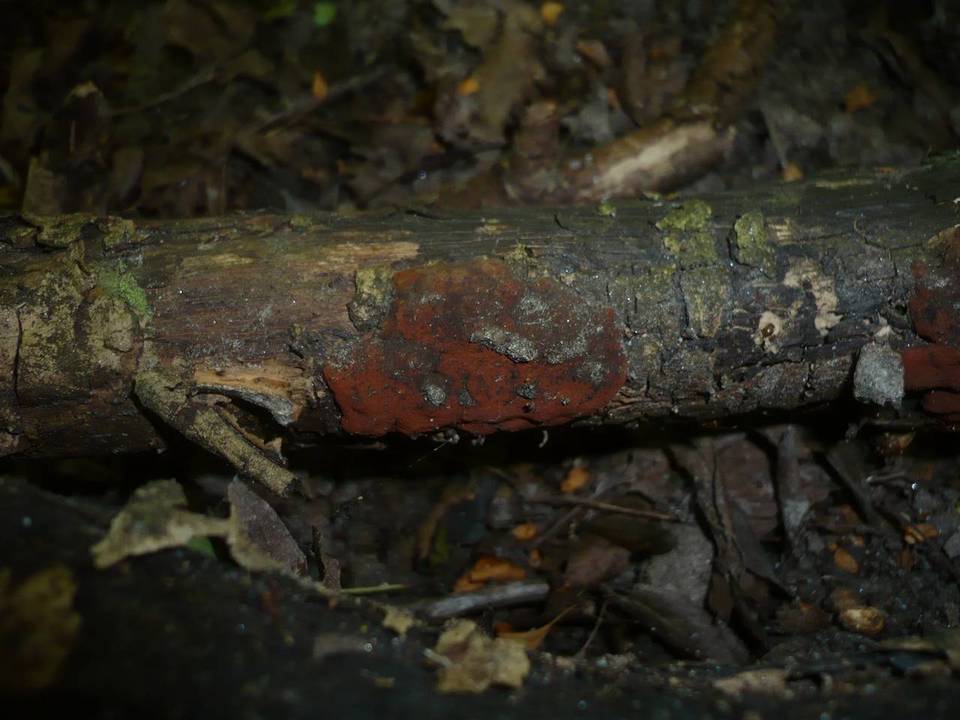 Hypoxylon ticinense image