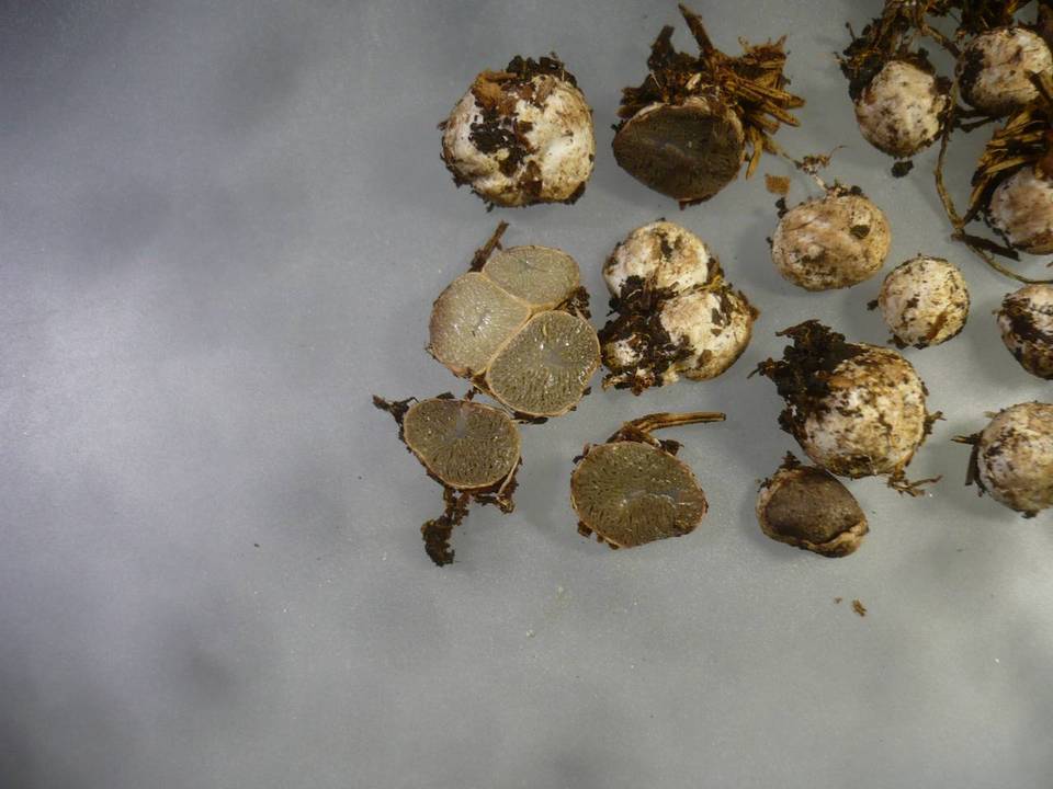 Hysterangium rickenii image