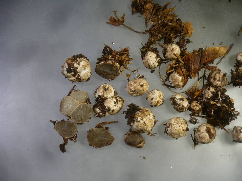 Hysterangium rickenii image
