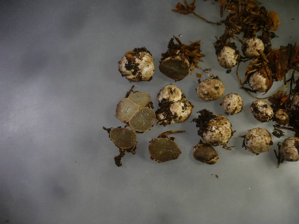 Hysterangium rickenii image