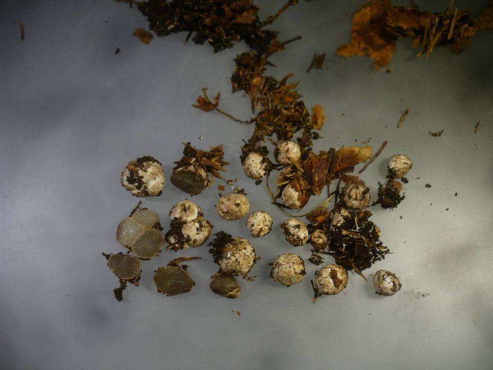 Hysterangium rickenii image