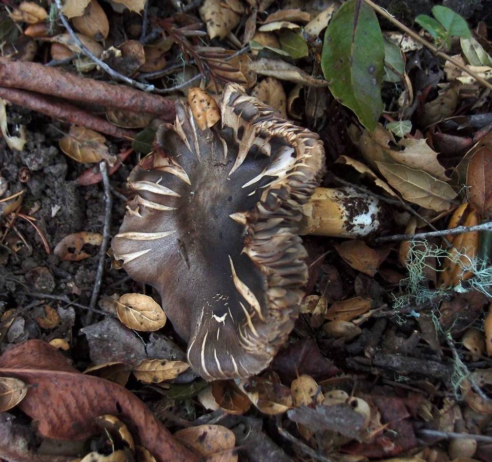 Tricholoma atroviolaceum image