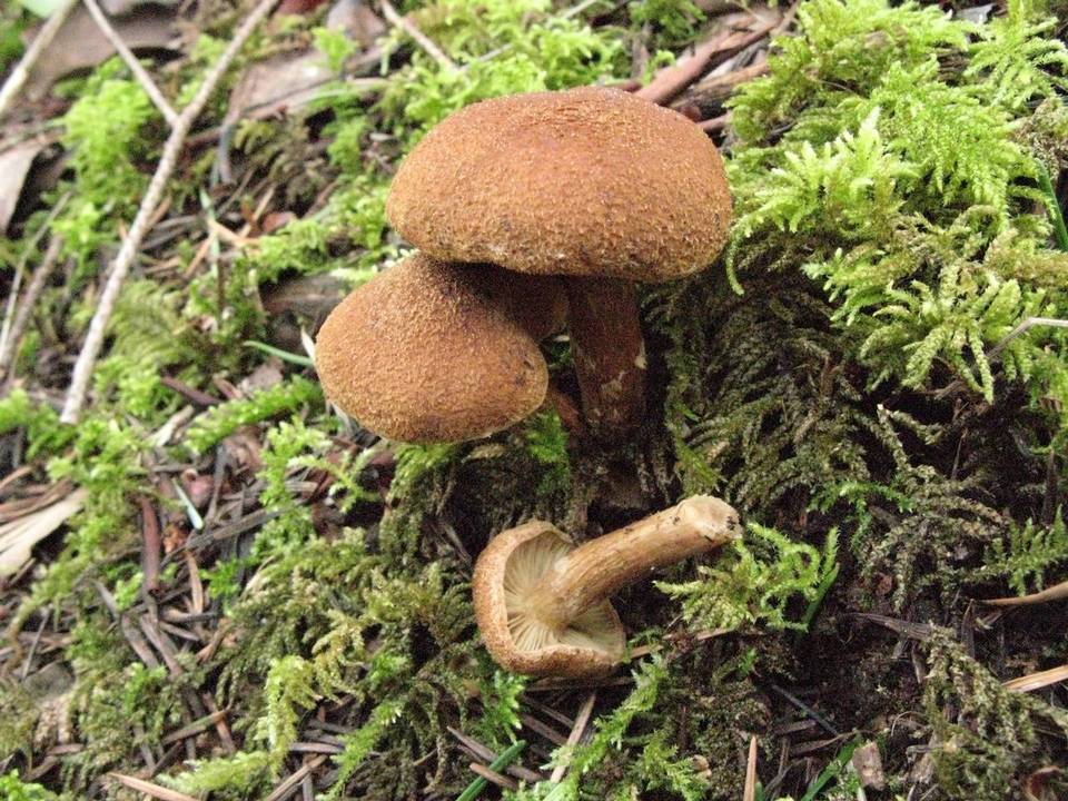 Inocybe arthrocystis image