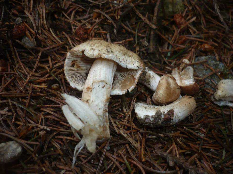 Inocybe appendiculata image