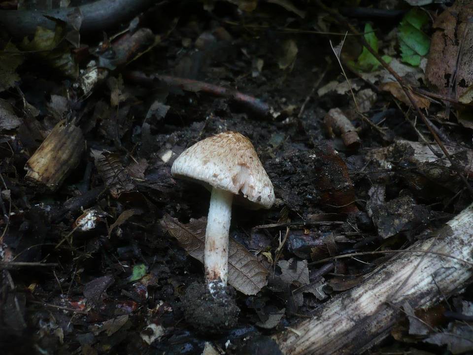 Inocybe bongardii image