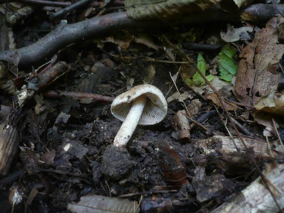Inocybe bongardii image