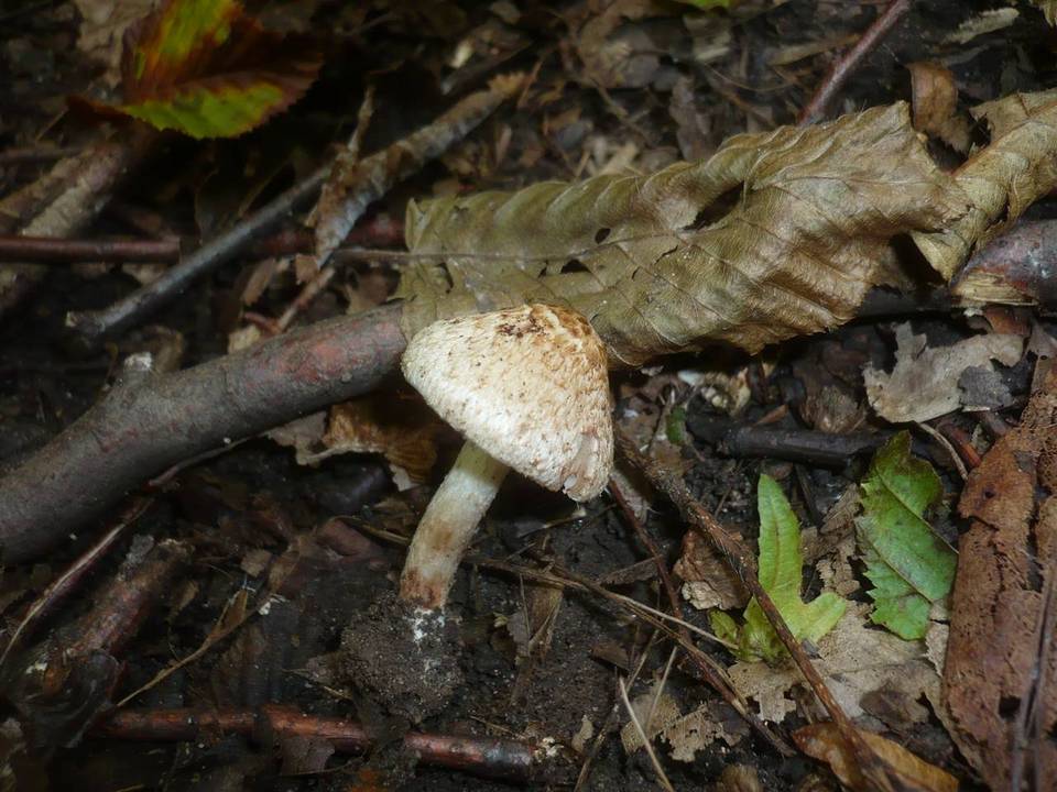 Inocybe bongardii image