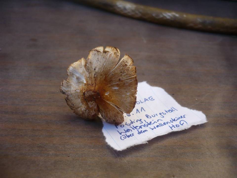Inocybe bresadolae image