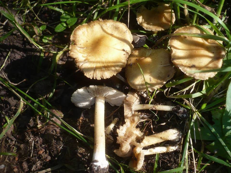Inocybe cookei image