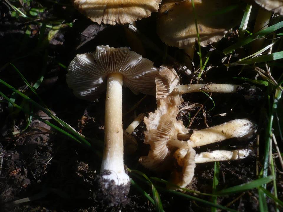 Inocybe cookei image