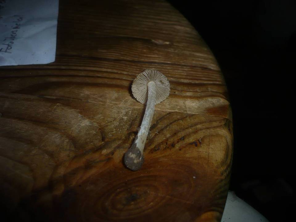 Inocybe flavella image