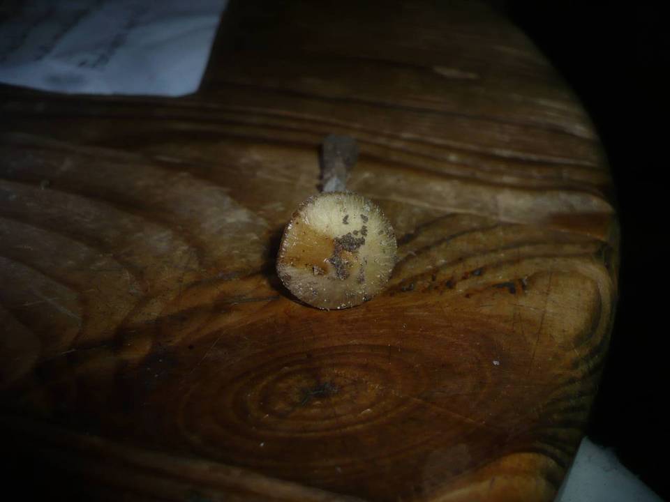 Inocybe flavella image