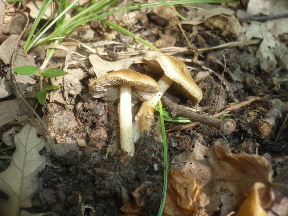 Inocybe flavella image