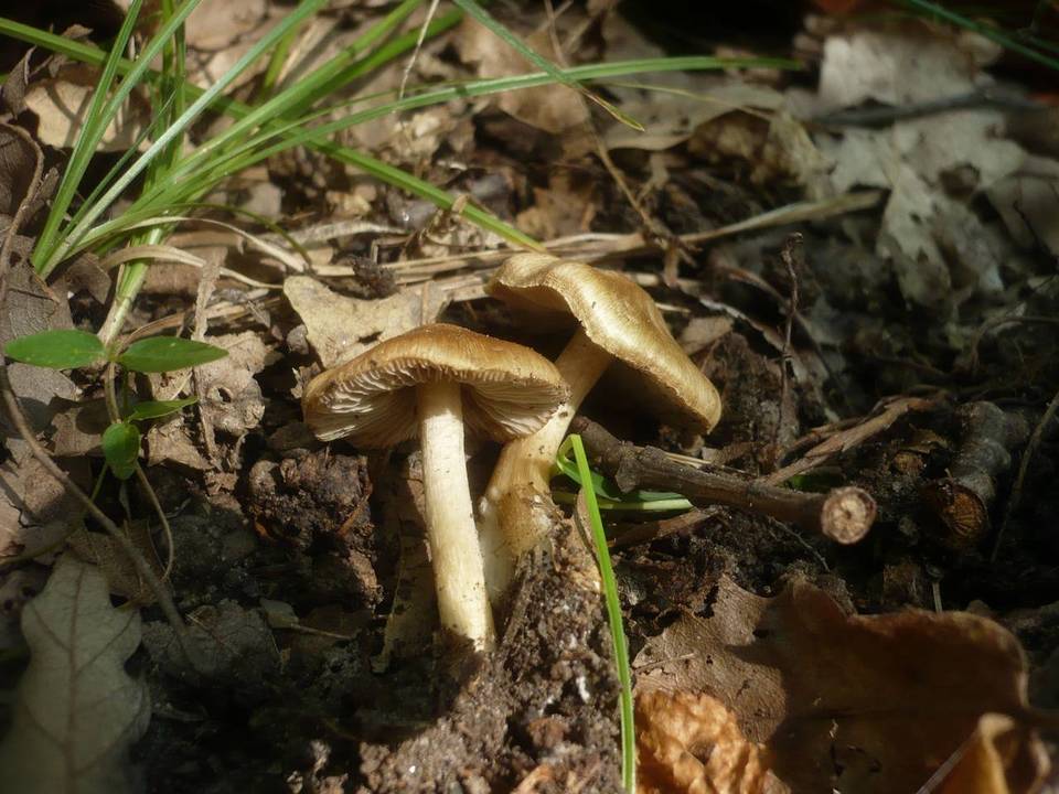 Inocybe flavella image