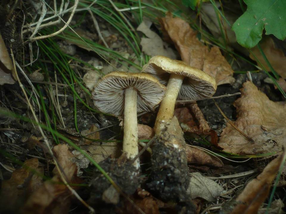 Inocybe flavella image