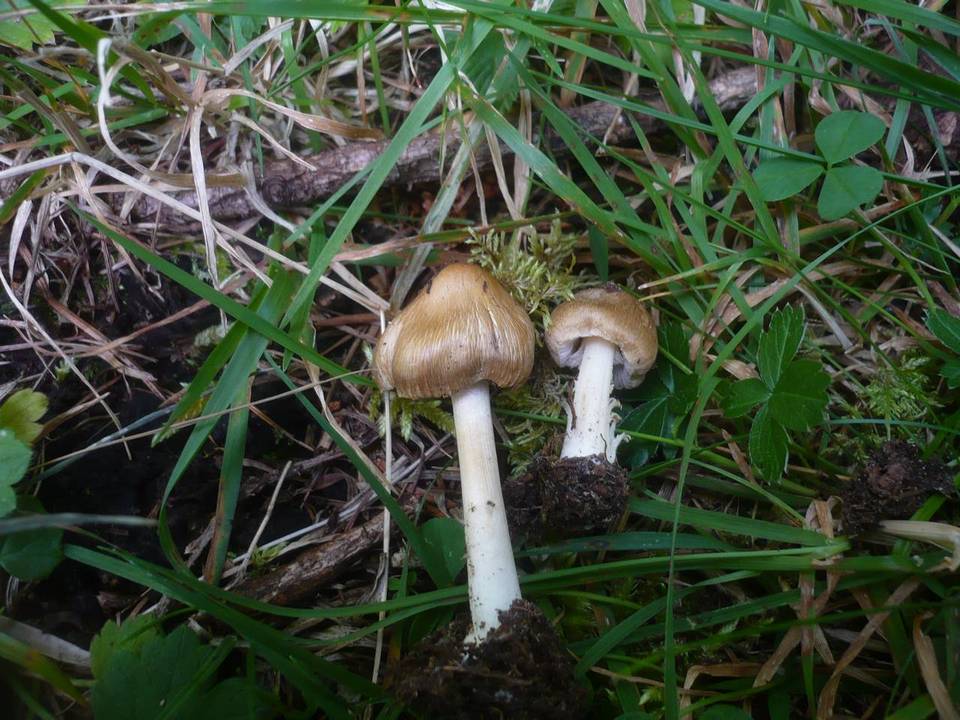 Inocybe fuscidula image