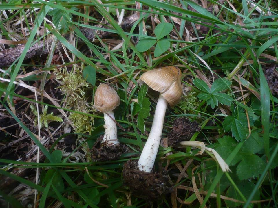 Inocybe fuscidula image