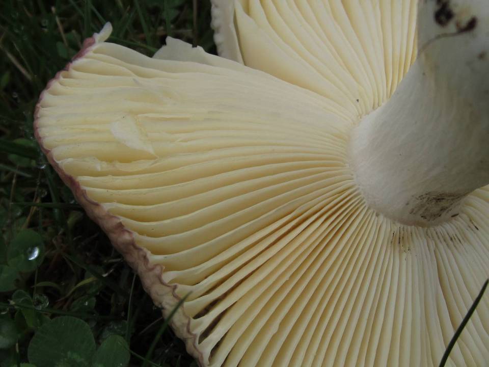 Russula placita image