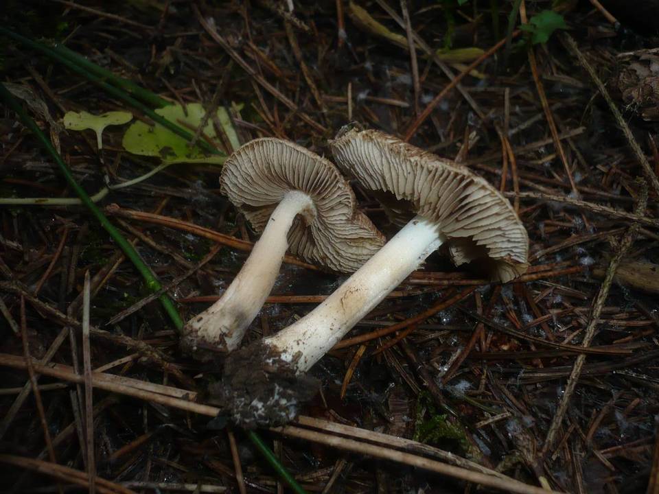 Inocybe fuscidula image