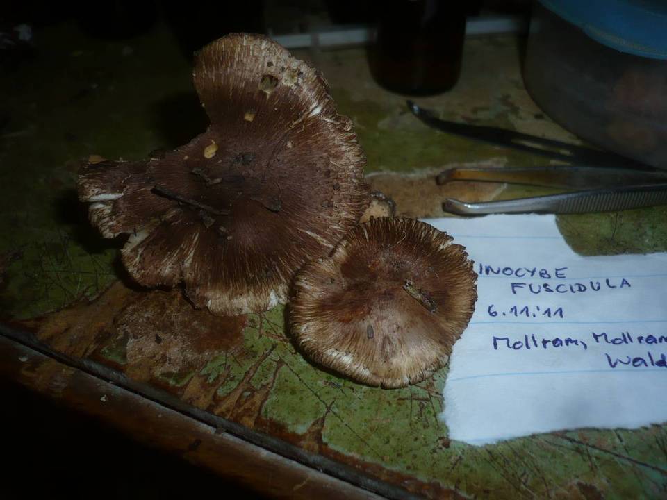 Inocybe fuscidula image