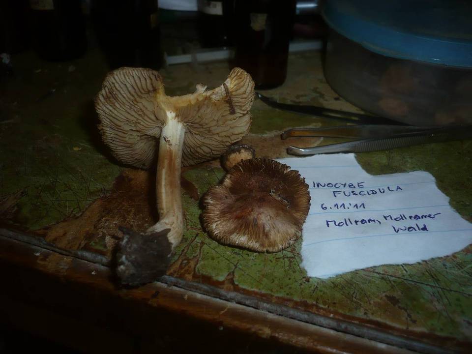 Inocybe fuscidula image