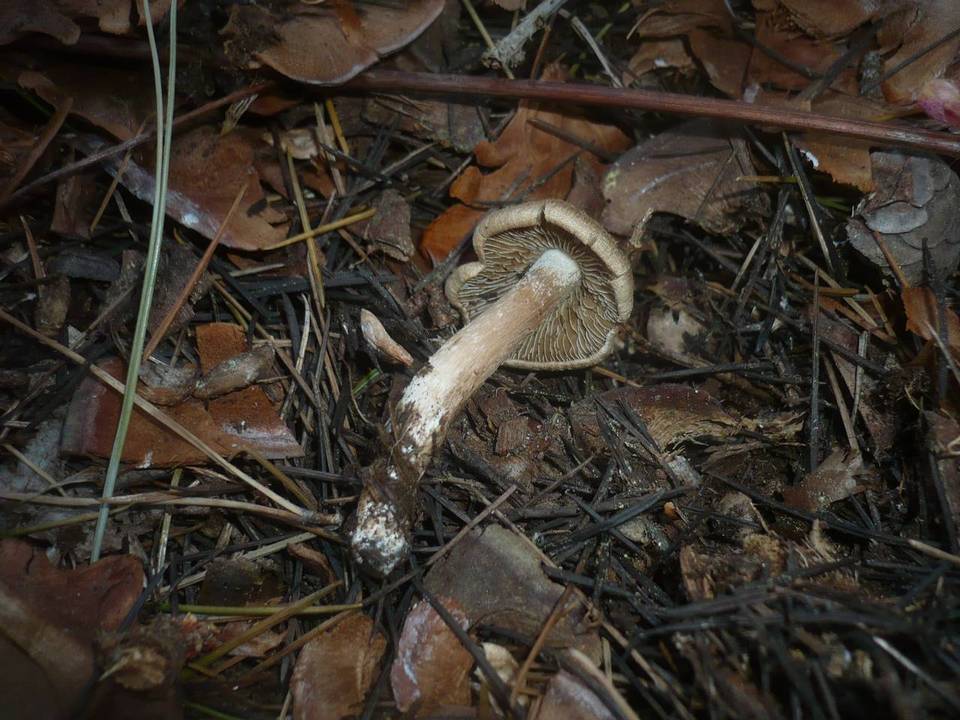 Inocybe bongardii image