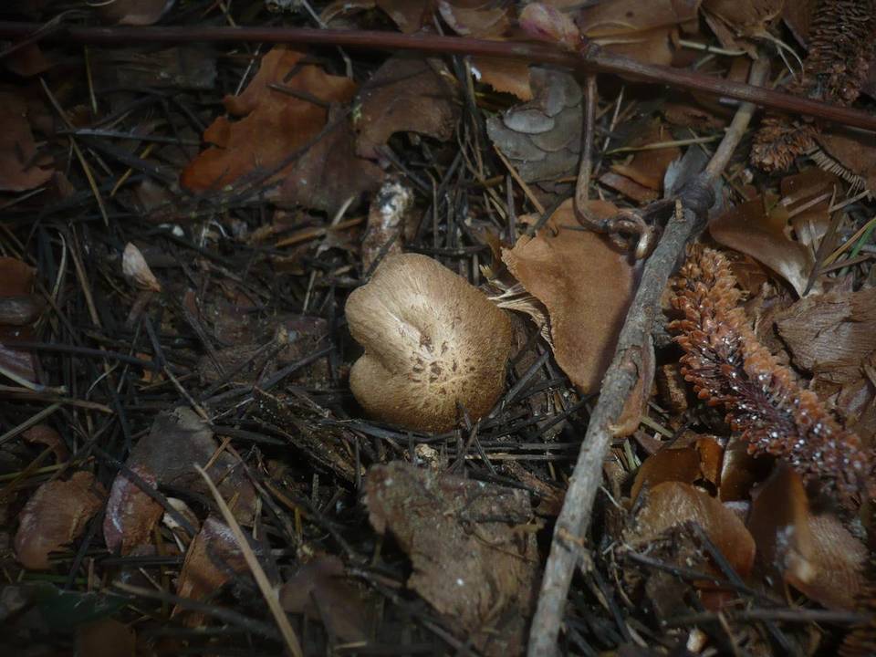 Inocybe bongardii image