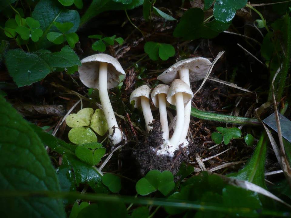 Inocybe umbratica image