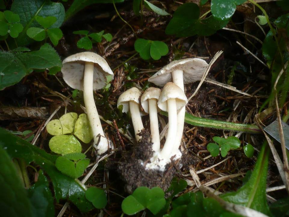Inocybe umbratica image