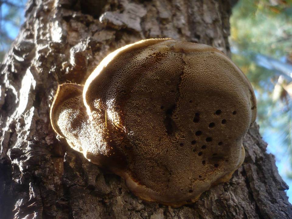 Inonotus tamaricis image